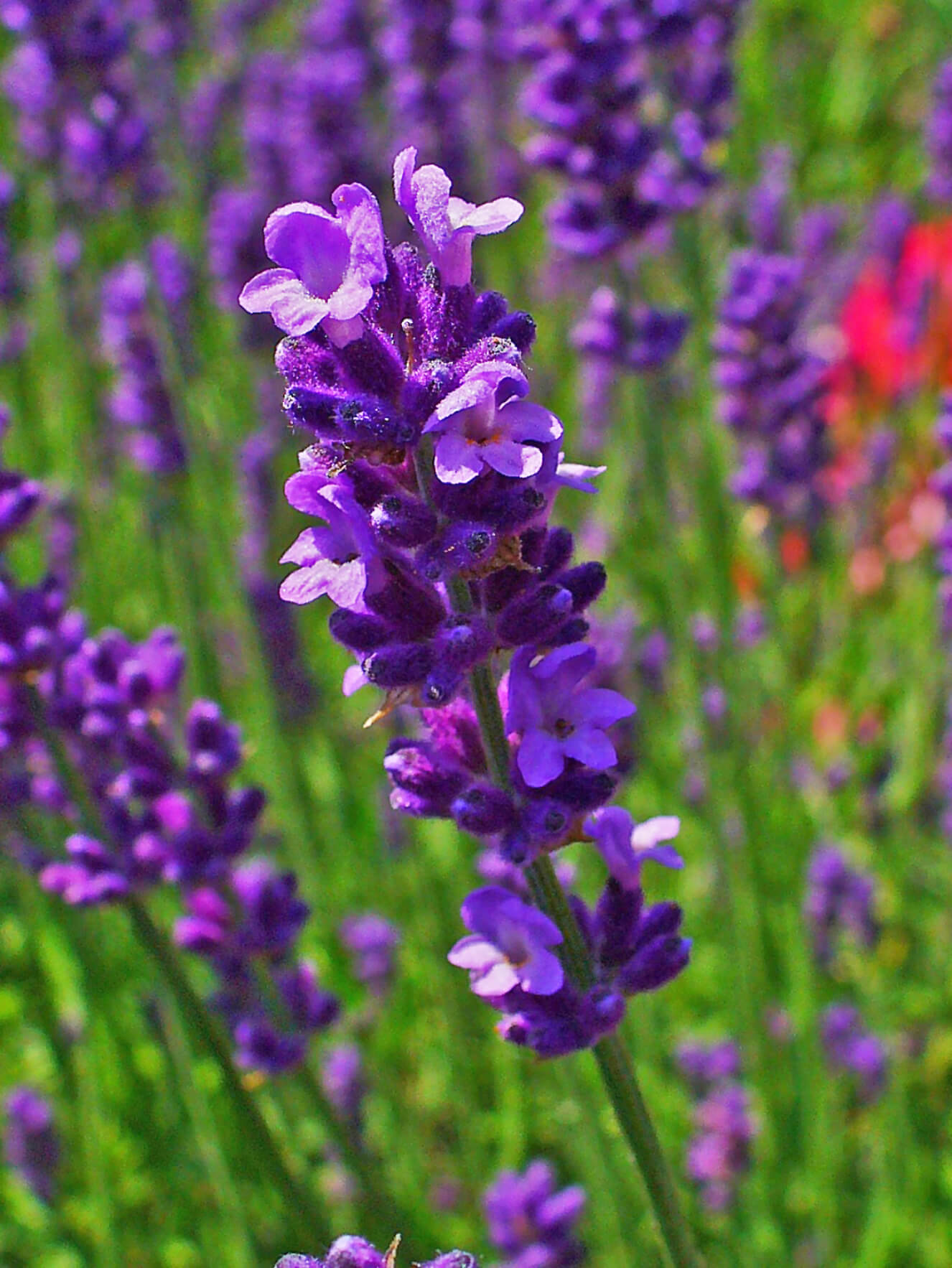 Lavandula Angustifolia Riverside Garden Centre