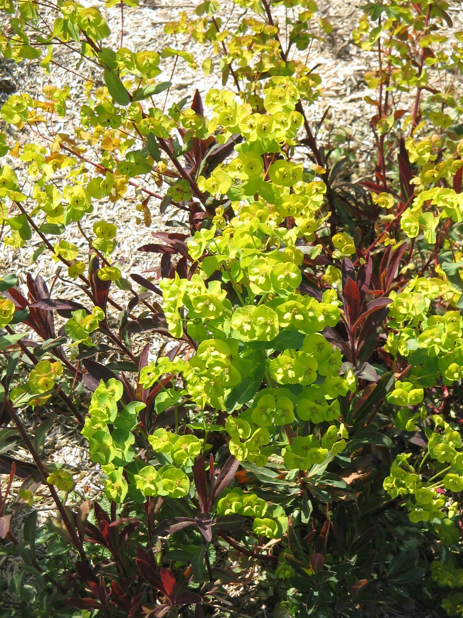Euphorbia amygdaloides 'Purpurea' 588