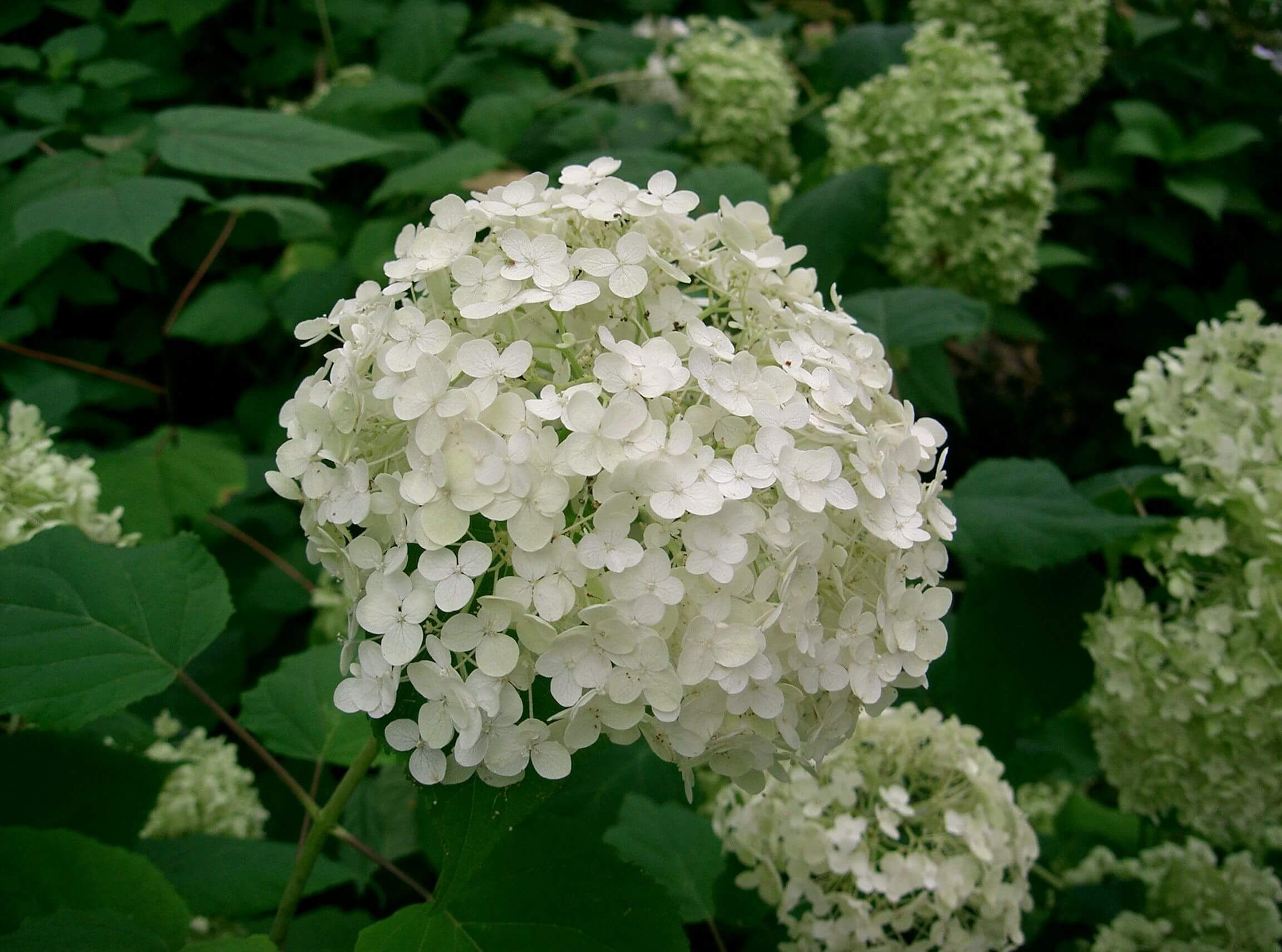 Hydrangea arborescens 'Annabelle' 814