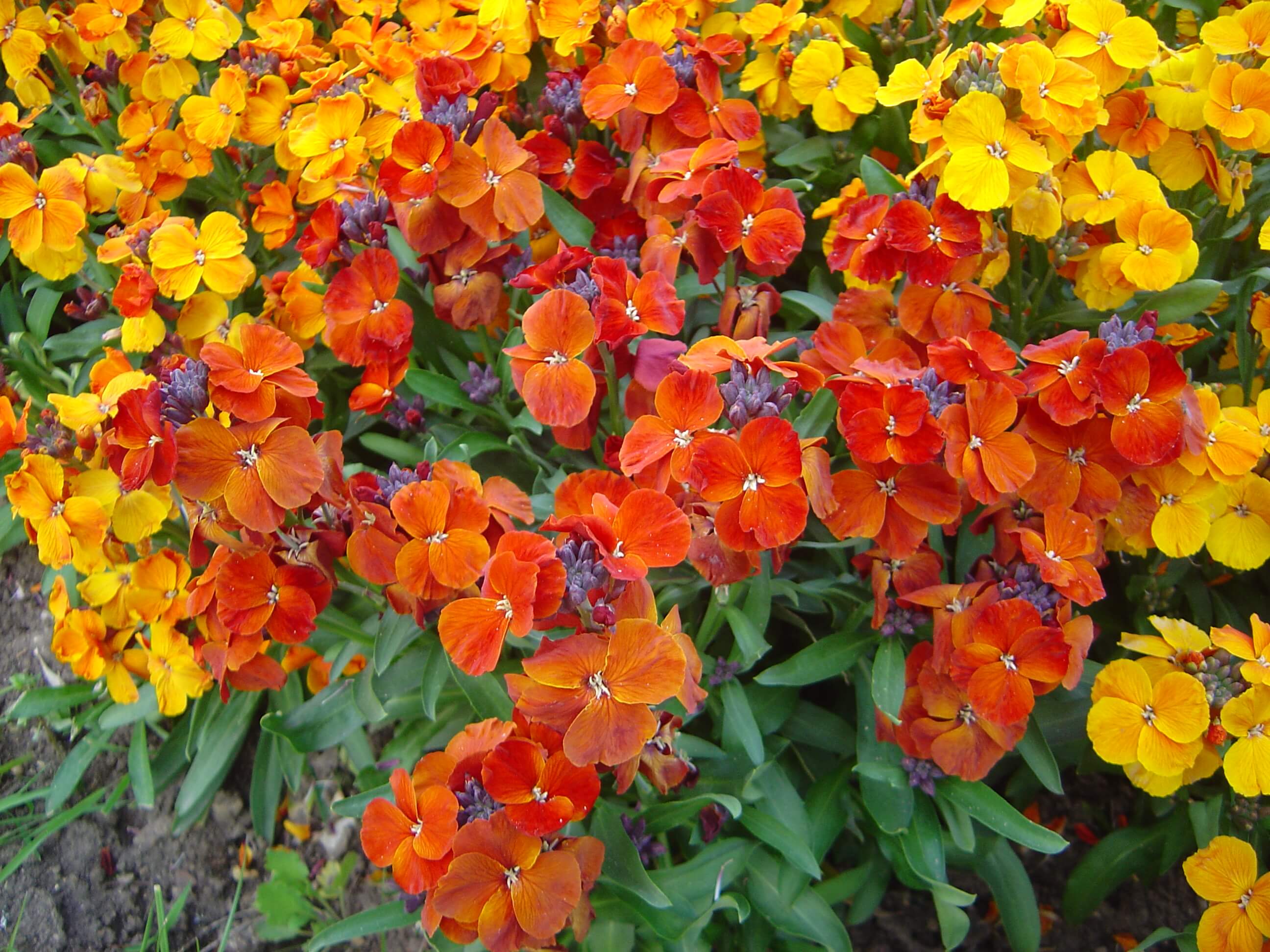 Wallflower Tall Varieties Riverside Garden Centre Wallflower Tall Varieties Riverside Garden Centre