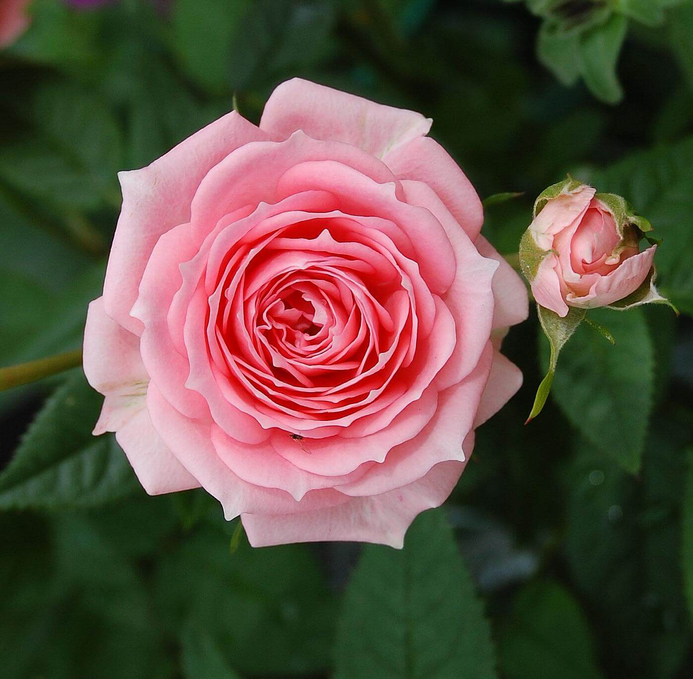 Rose 'Tickled Pink' - Riverside Garden Centre