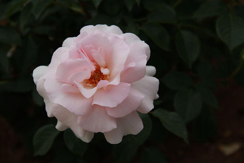 Rose 'A Whiter Shade of Pale' 800