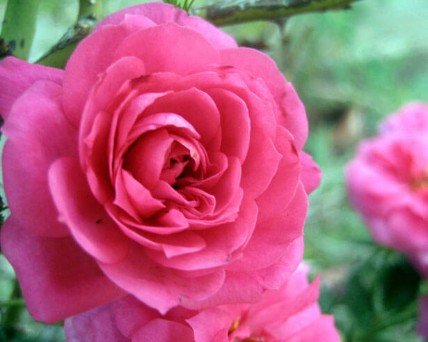 Rose 'Buxom Beauty' 800