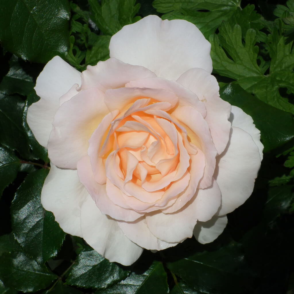 Rose 'Chandos Beauty' 800