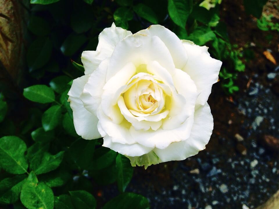 Rose 'White Patio' 800