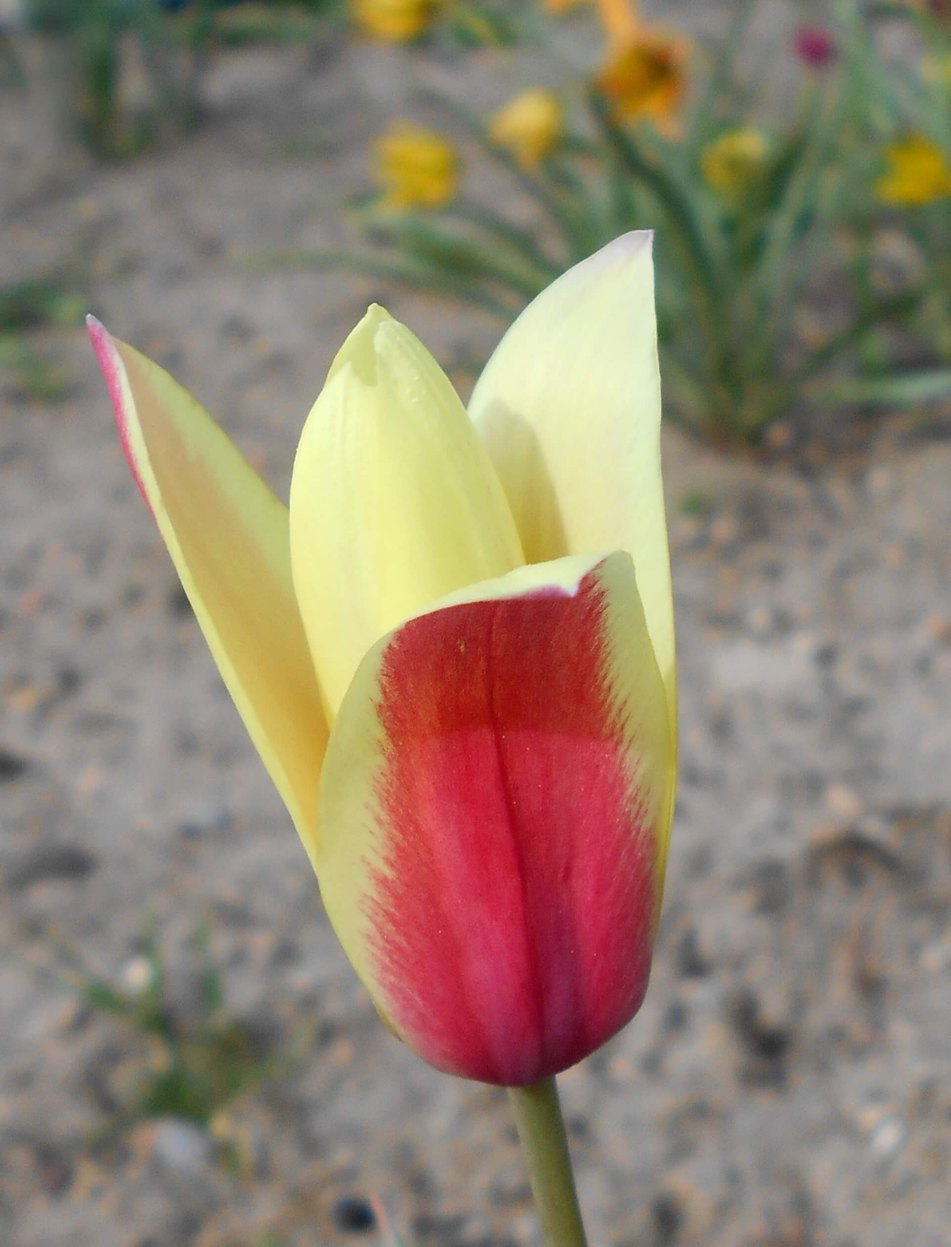 Tulip 'Cynthia' 231