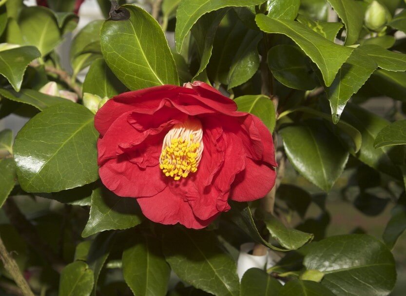 Camellia japonica 'Blood of China' 814