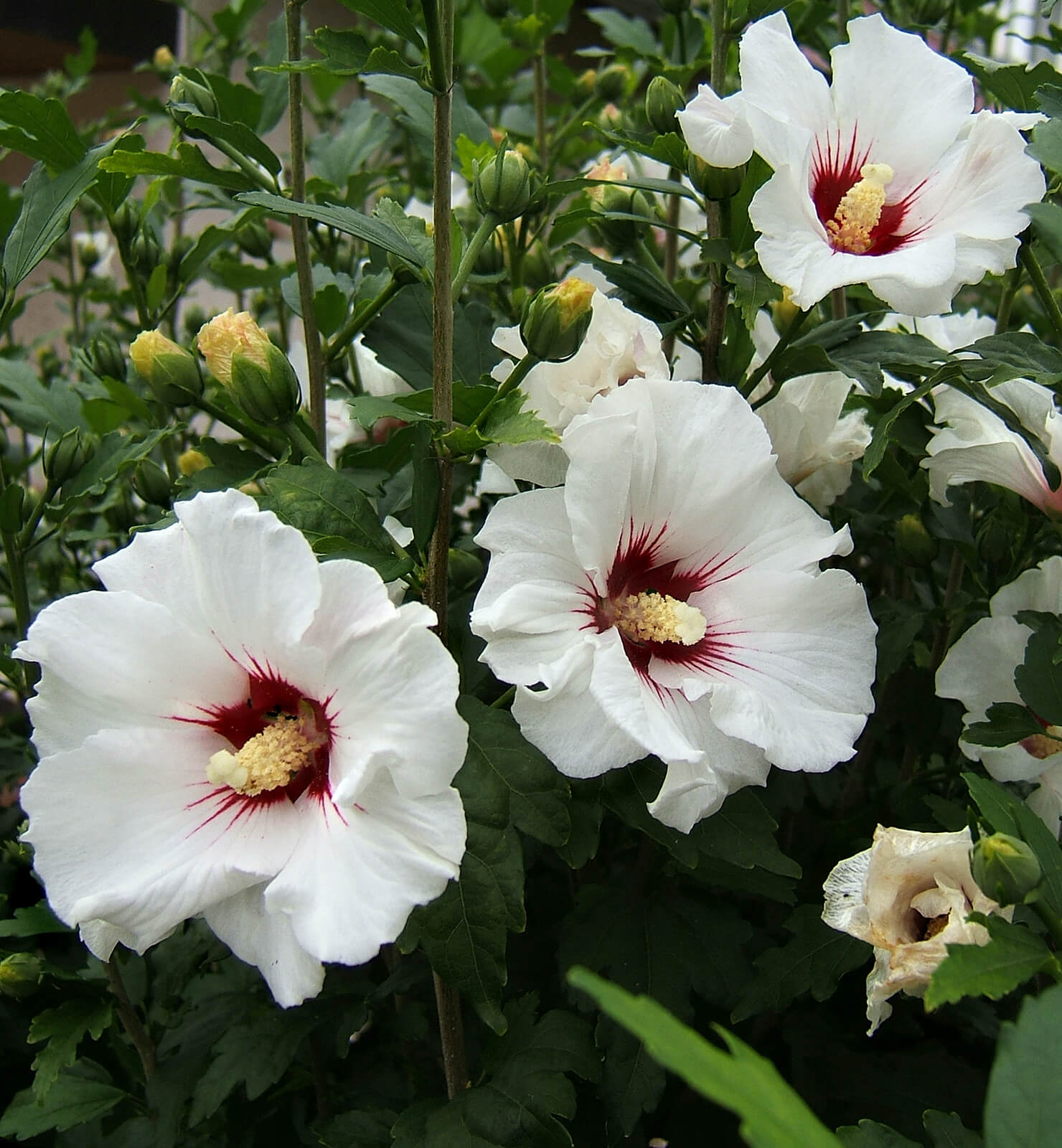 Hibiscus syriacus 'Red Heart' 814
