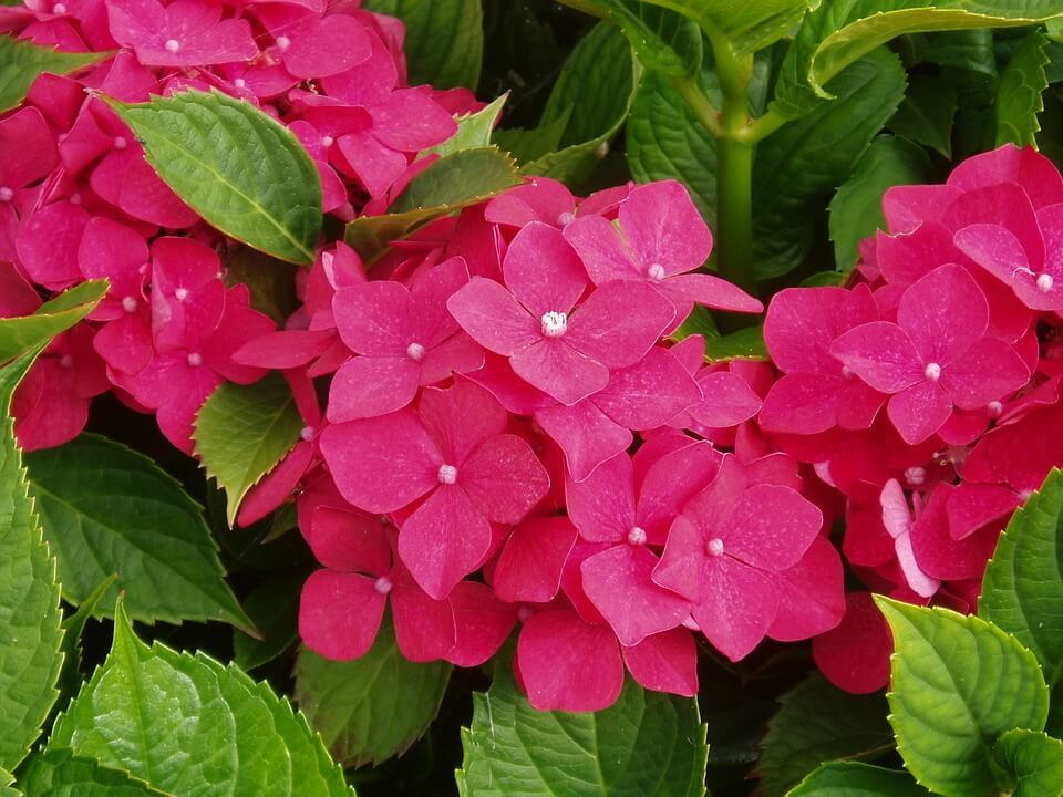 Image of Close-up of Hydrangea Teller Red flowers