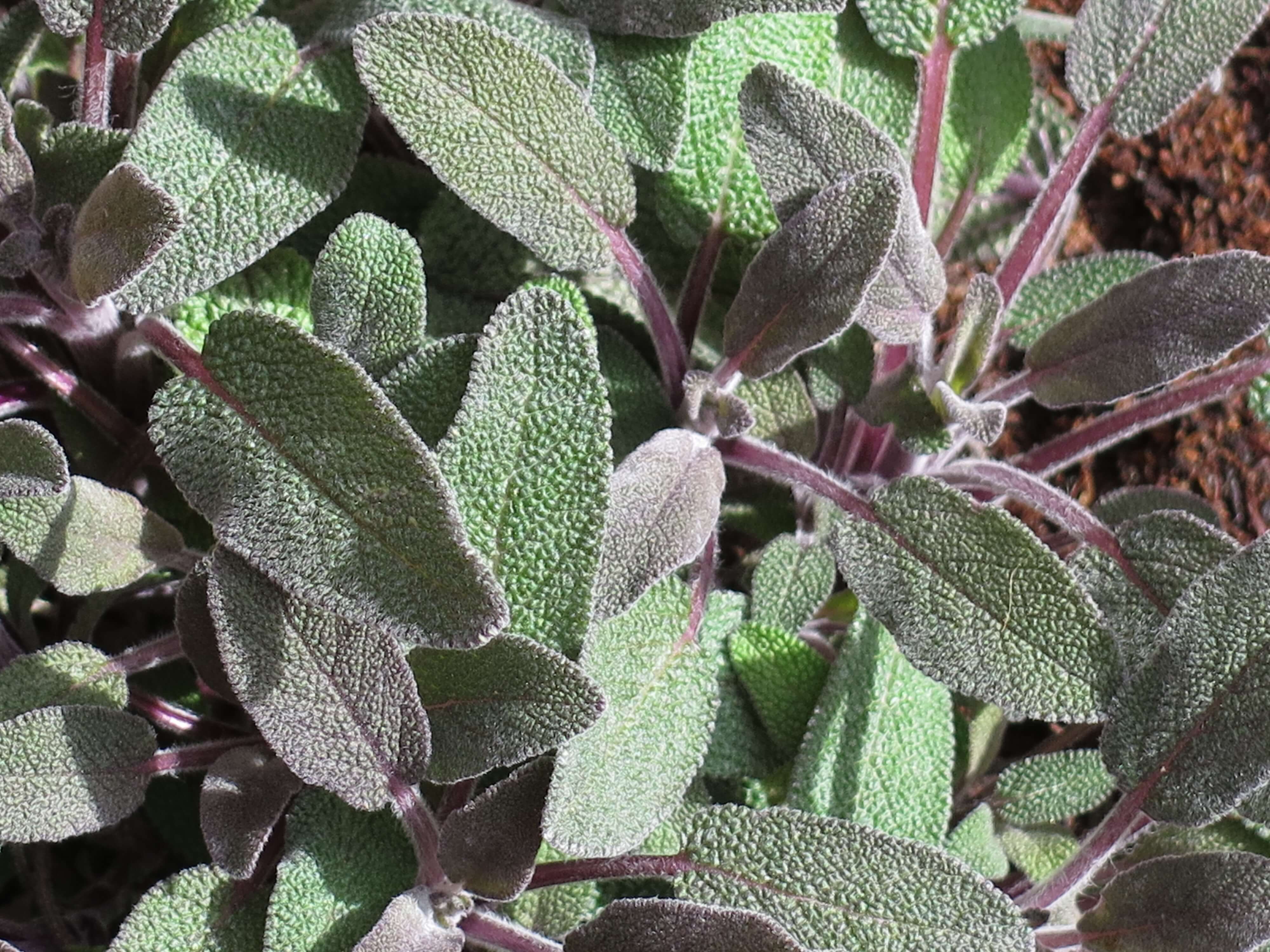 Salvia officinalis 'purpurea' 432