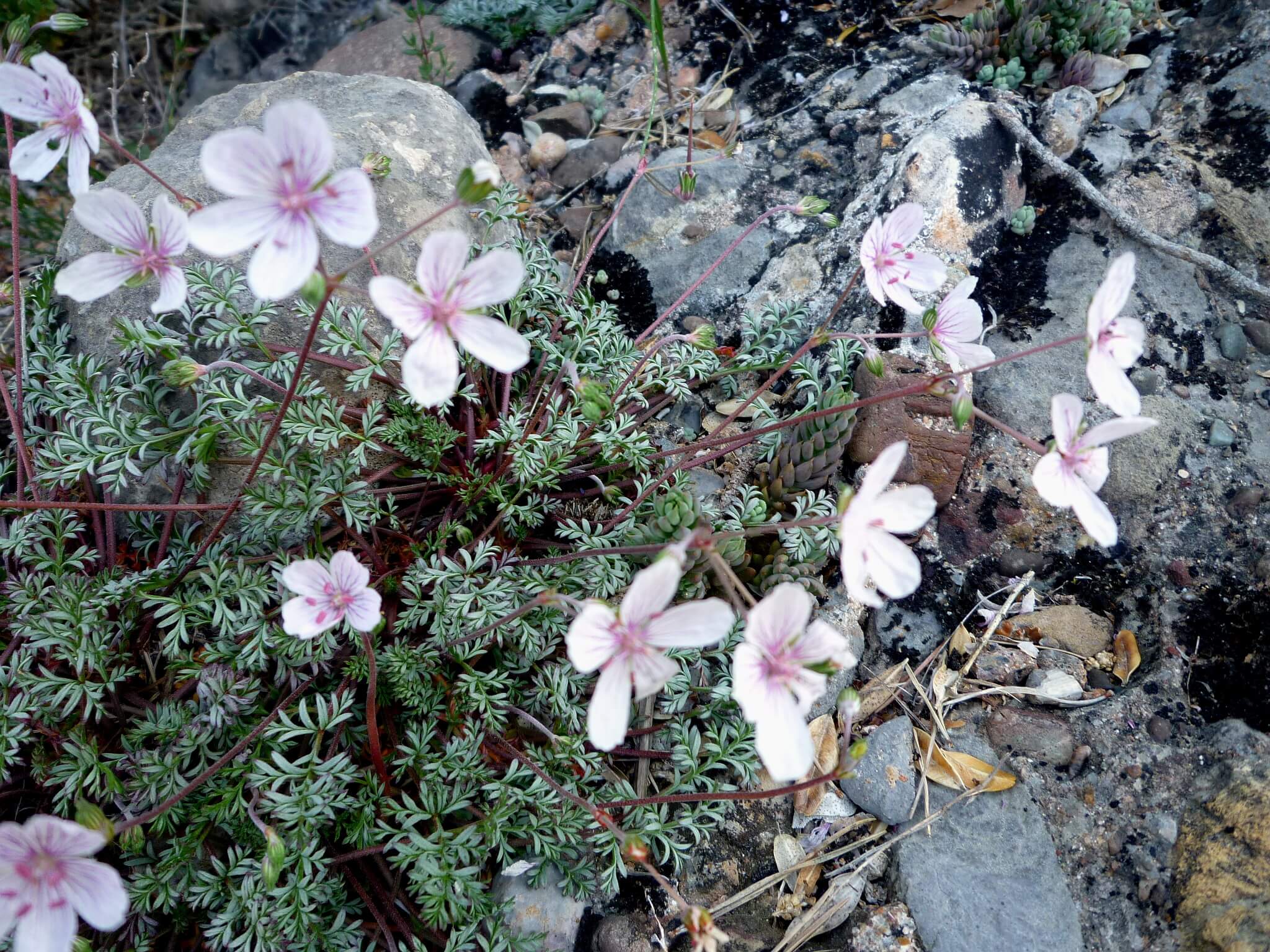 Arabis alpina 'Spring Charm' 1