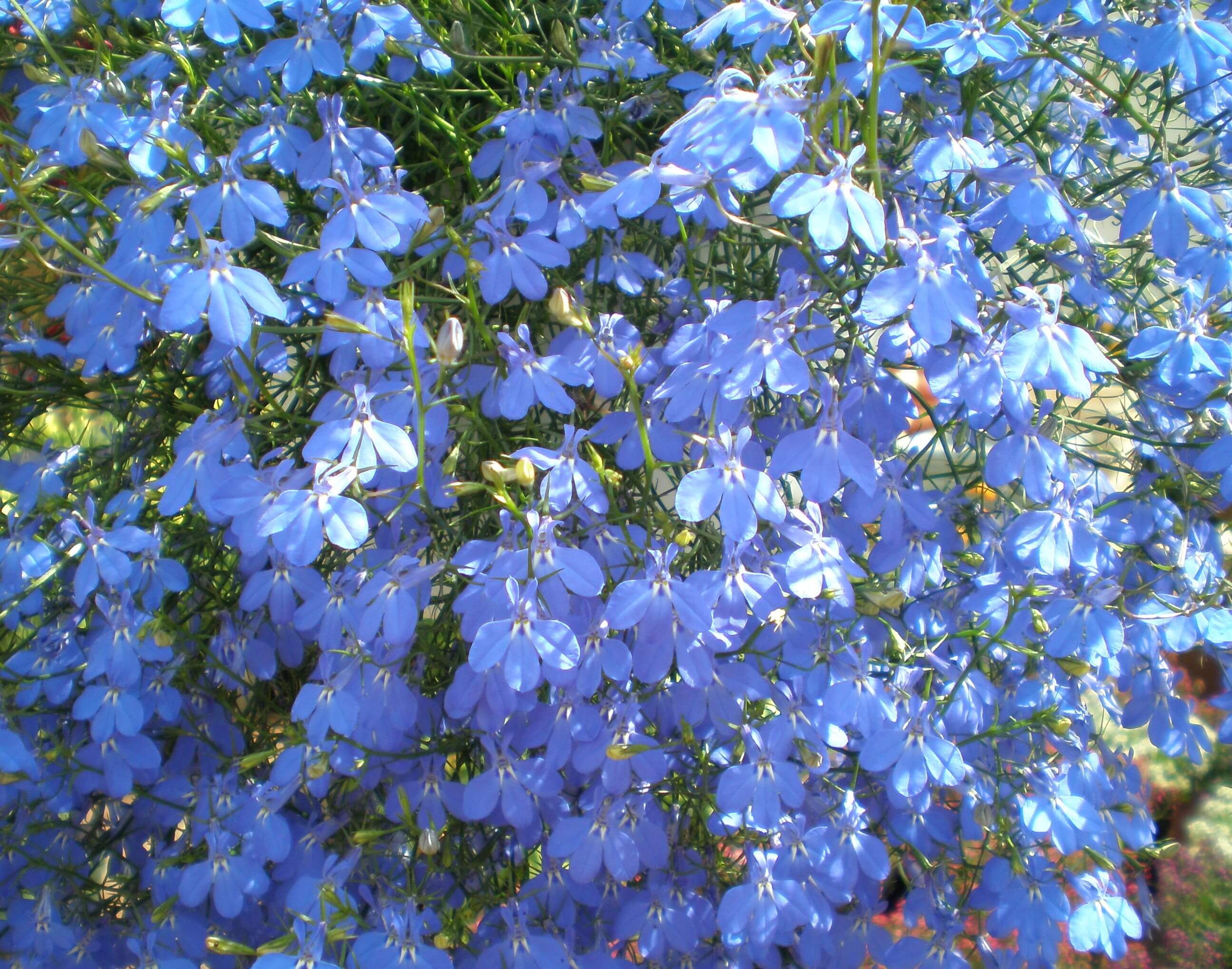 Lobelia (Trailing) 'Blue' - Riverside Garden Centre