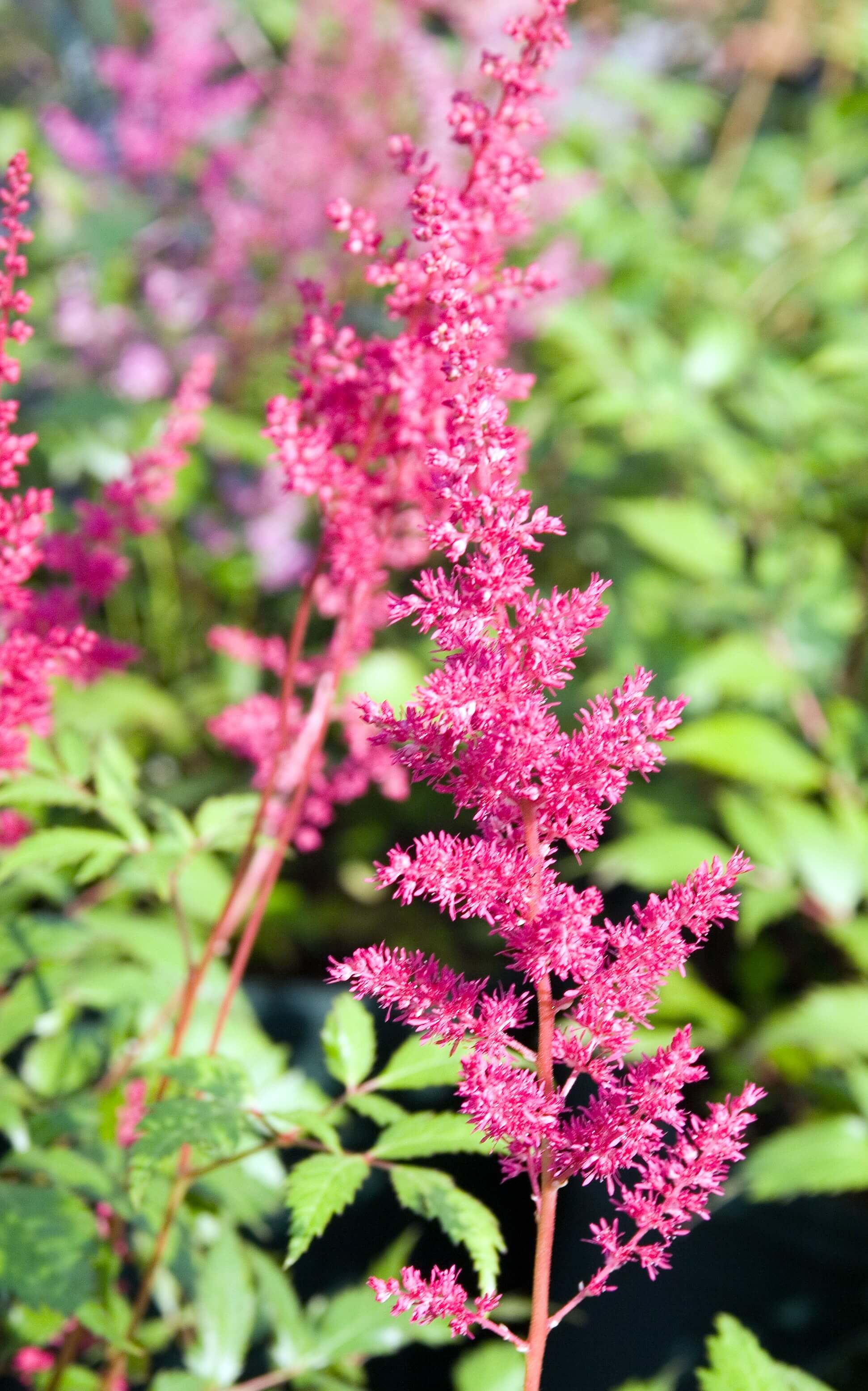 Astilbe x arendsii 'Fanal' 588