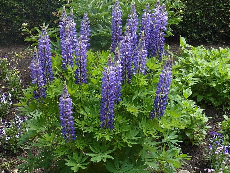 Lupinus 'The Governor' 588