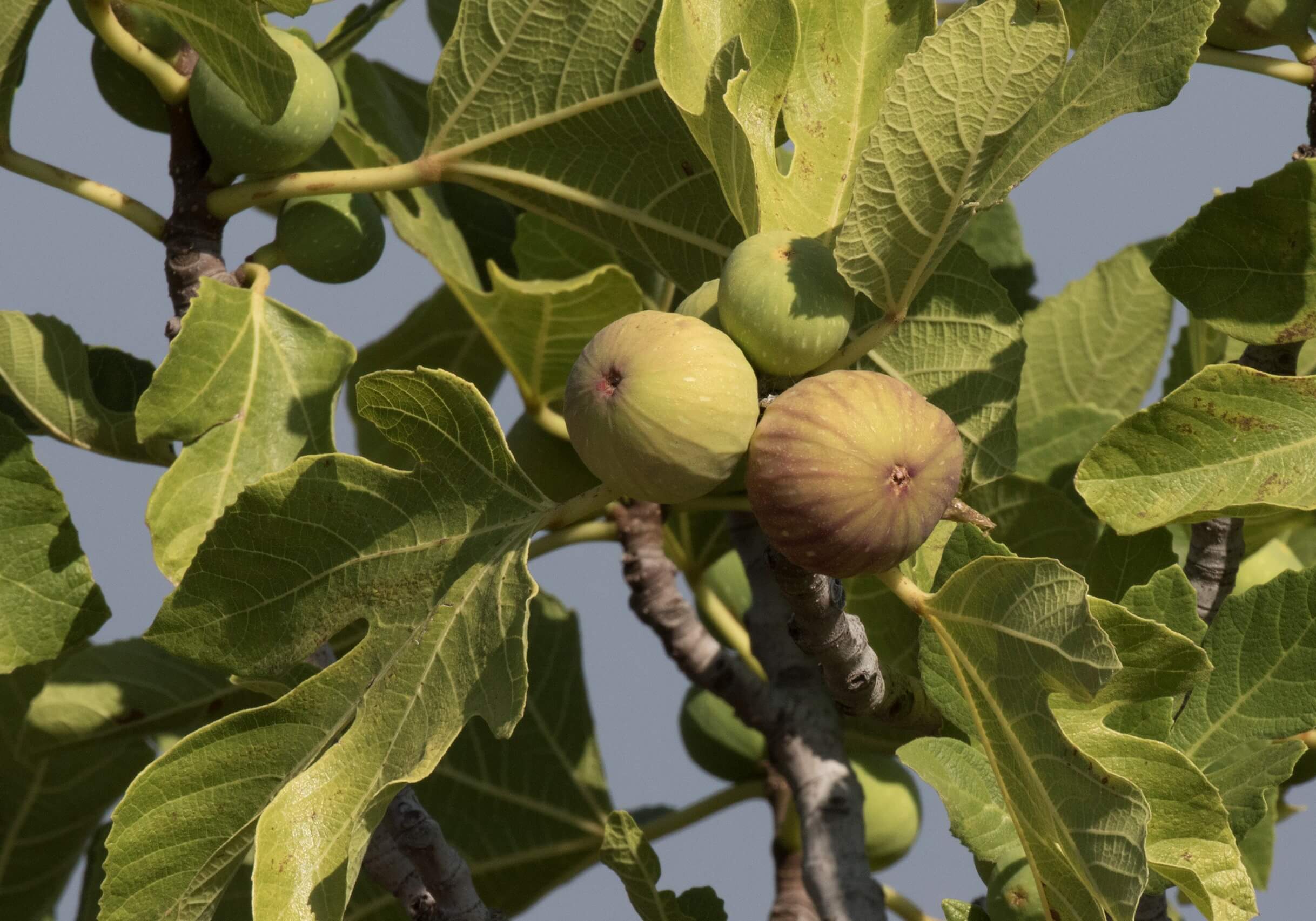 Ficus carica 'Precoce de Dalmatie' 360
