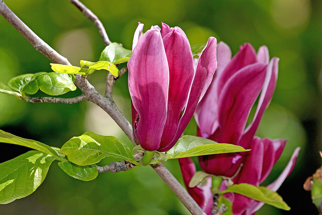 Magnolia liliiflora 'Nigra' 1063
