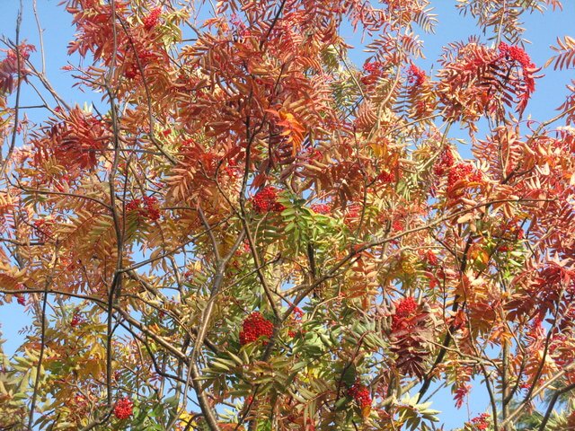 Sorbus aucuparia 'Autumn Spire' 1063