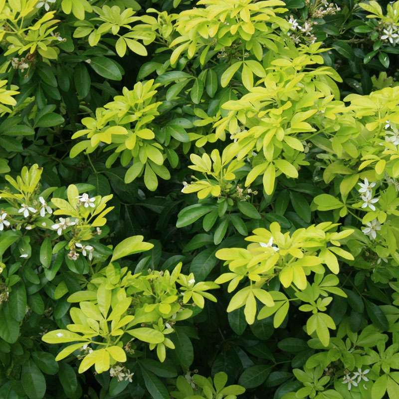 Choisya Ternata Sundance Riverside Garden Centre Choisya Ternata Sundance Riverside Garden Centre